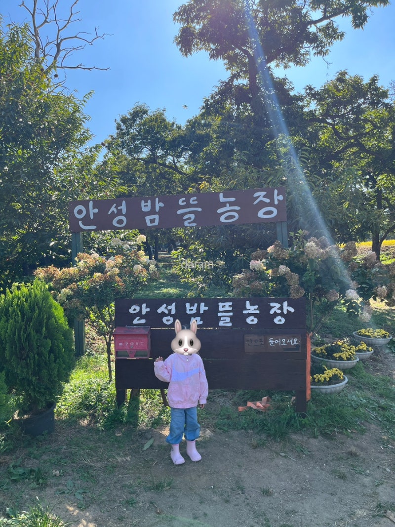 가을 체험 추천, 안성 밤뜰농장 밤 따기 체험