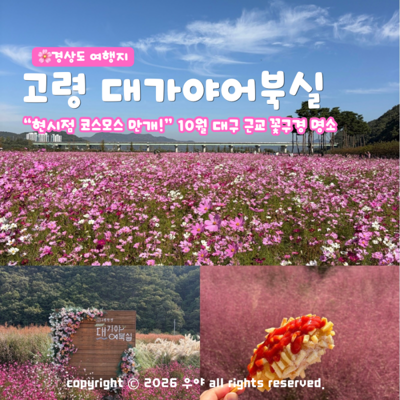 "10월 대구 근교 여기 어때" 고령 대가야 어북실 코스모스 꽃구경 주차장 위치는?