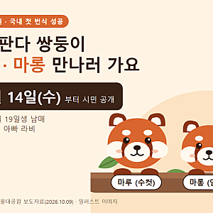 서울대공원 레서판다 쌍둥이 마루·마롱 14일 공개, 오후 4시 이후 가야 하는 이유