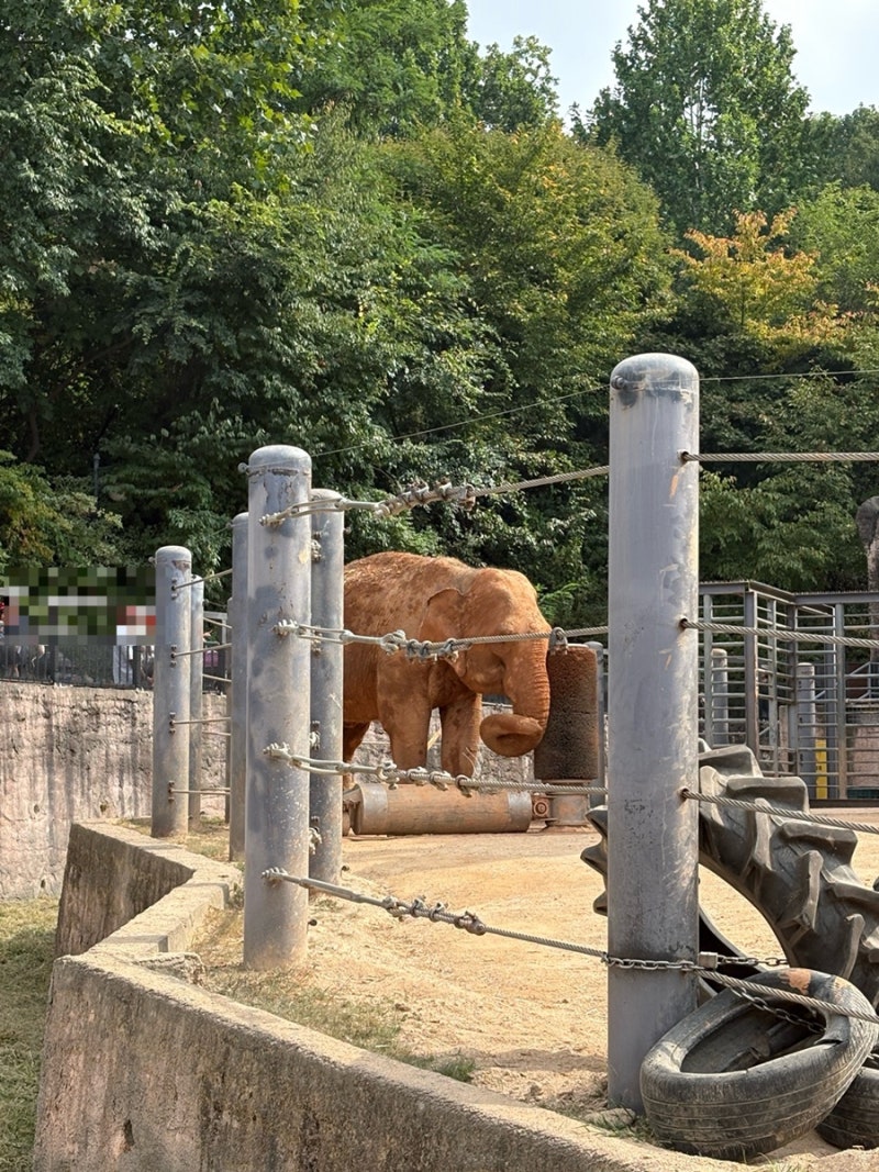 아기랑 가을 나들이 서울어린이대공원 음악분수/동물원, 돈까스 맛집 카츠헤세드