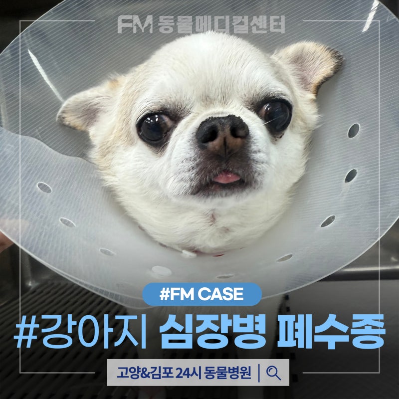 강아지 심장병 심인성 폐수종 증상 및 폐수종 치료와 기대 수명은?