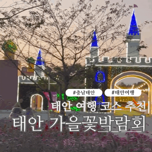 2026 태안 가을꽃박람회 후기 | 태안빛축제 야경부터 아이와 가볼만한곳까지