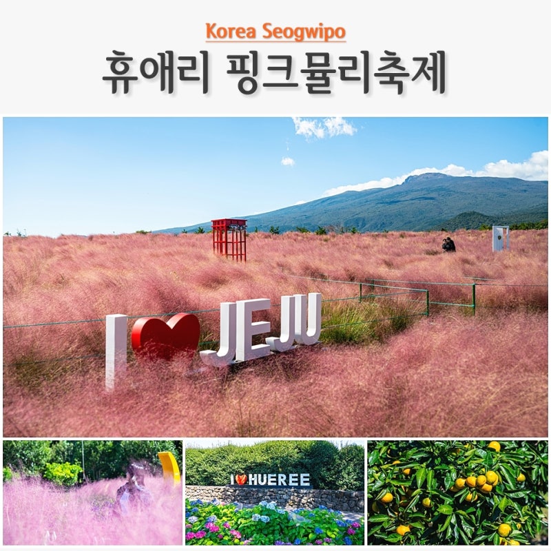 10월 제주 가볼만한곳 휴애리 핑크뮬리 축제 & 서귀포 감귤체험 입장료