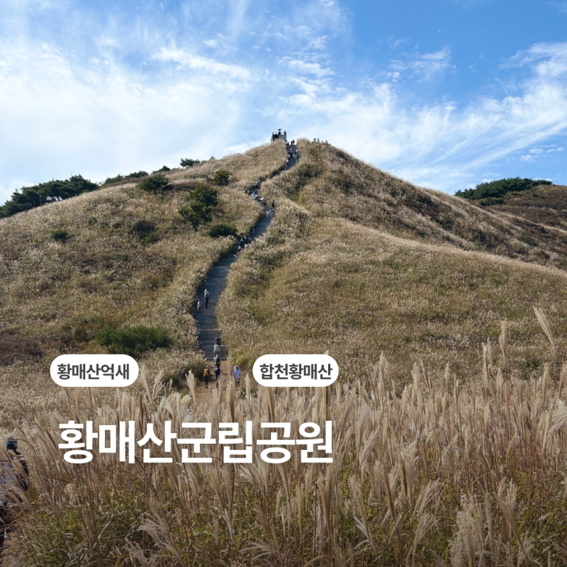 황매산 억새 10월 9일 실시간 현황 합천황매산 주차장과 추천 코스