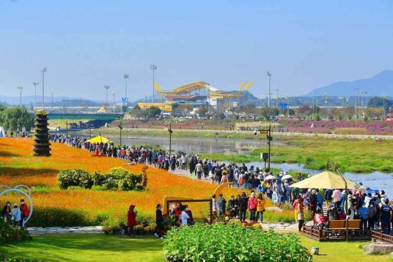 장성 황룡강 가을꽃축제, 11일 폐막 전 확인할 일정 4가지