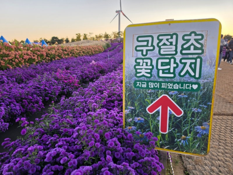 10월 경남 가을 축제 거창 여행! 거창 감악산 꽃별여행 아스타 국화 구절초 축제 현장