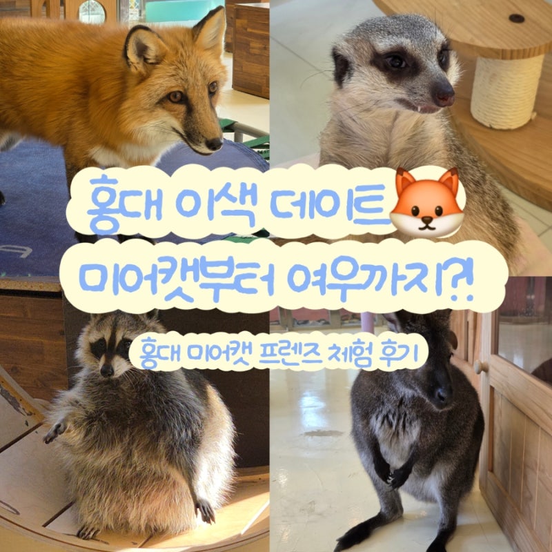 [서울 홍대] 미어캣 프랜즈｜홍대 놀거리 추천, 서울 데이트 이색 동물카페 후기