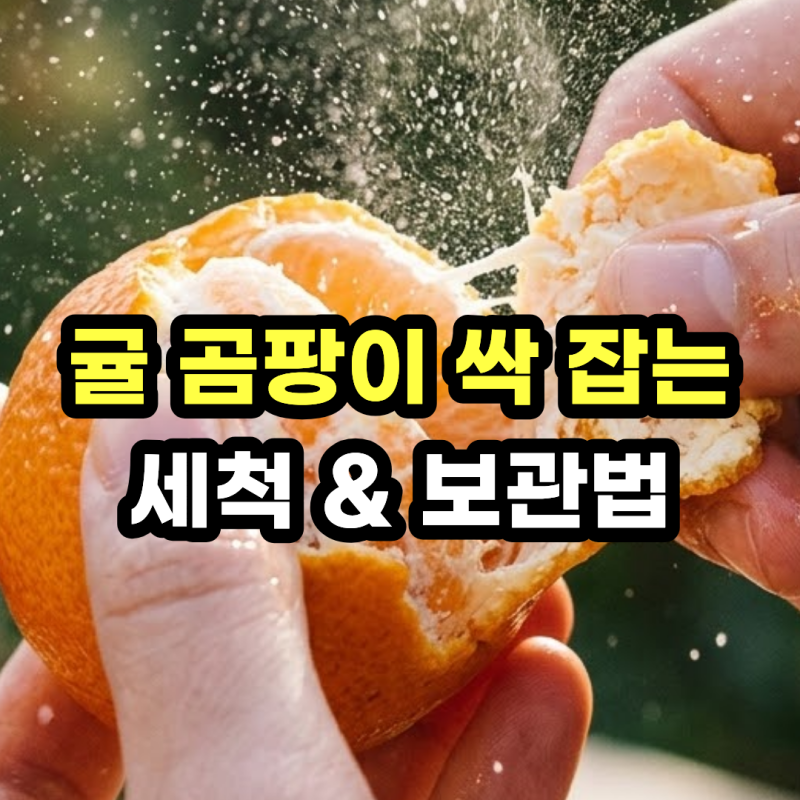 귤 보관법 곰팡이 안생기게! 귤 세척법 및 박스 귤 오래 보관하는법
