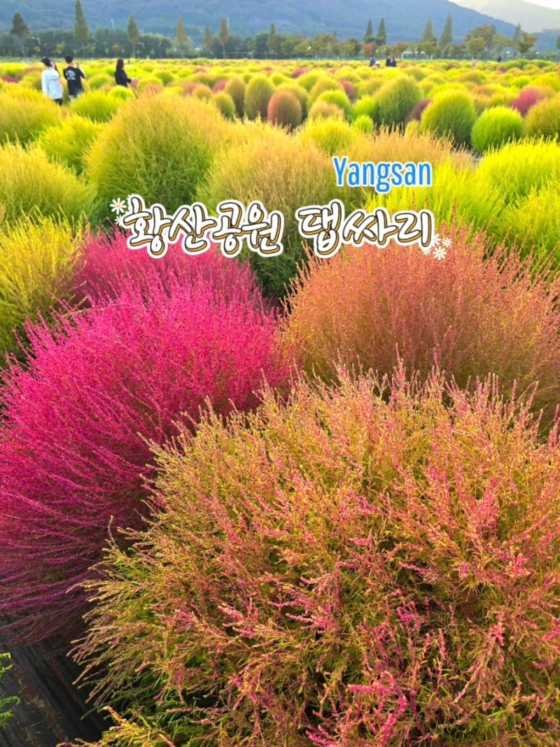부산 근교 댑싸리 명소 가볼만한곳 경남 양산 황산공원 가을나들이 주차 정보