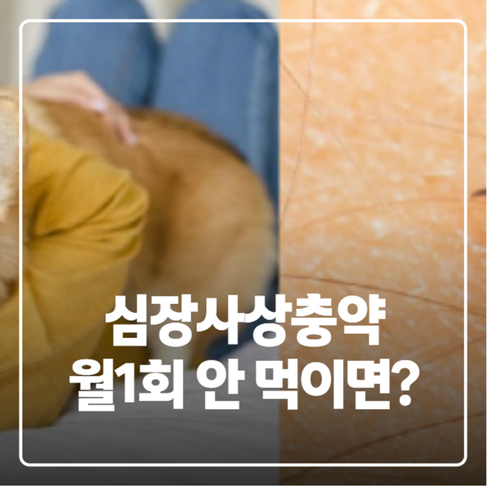 강아지 심장사상충약 주기와 가격, 넥스가드·하트가드 뭐가 다를까