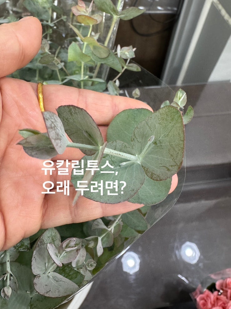 유칼립투스 오래 두는 방법 | 생화 관리부터 자연 건조까지