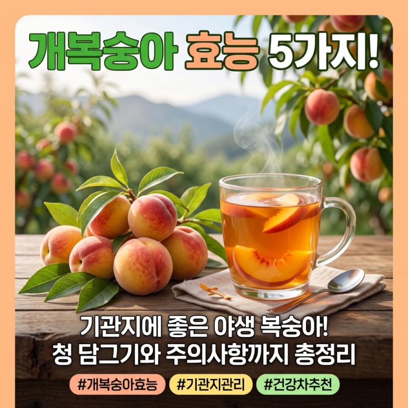 개복숭아 효능 5가지와 청 담그기 주의사항! (씨앗 독성 필수 확인)