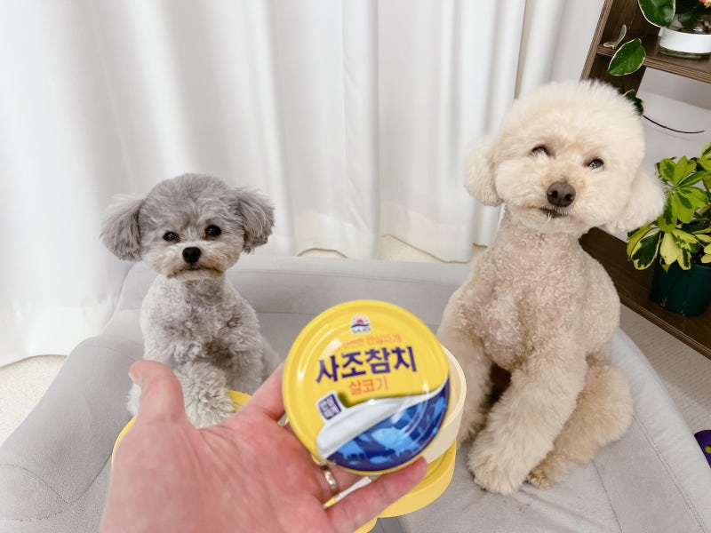 고양이 강아지 참치캔 생선 습식캔 주식캔 급여 시 알아둘점