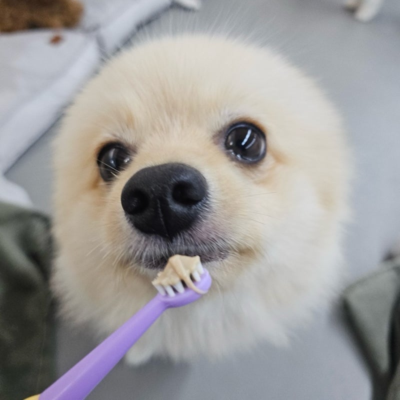 강아지 치약 꼭 필요할까? 덴탈껌·스프레이로 대체 가능 여부