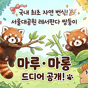 "국내 최초 기적의 쌍둥이" 서울대공원 레서판다 마루·마롱, 14일 전격 공개