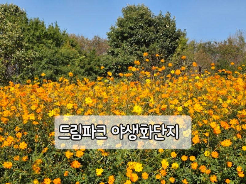 인천 드림파크 야생화단지 2026년 10월 8일 가을꽃 개화 현황｜국화축제 전 미리 다녀온 후기
