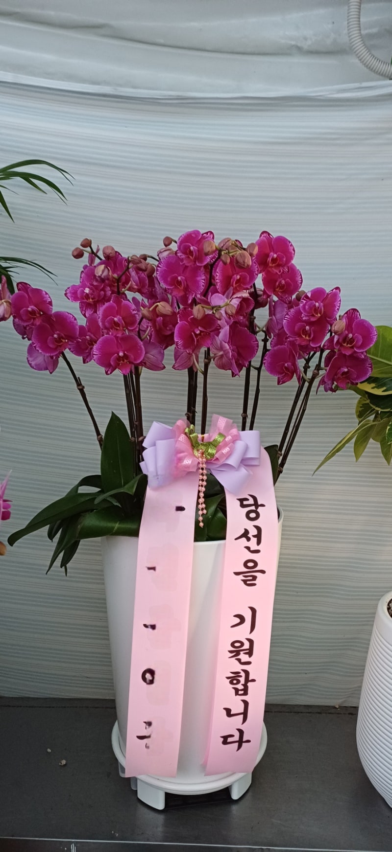 대전 서양난배달 천동 롯데캐슬 앞 가람꽃농원에서 정성껏 준비해드려요