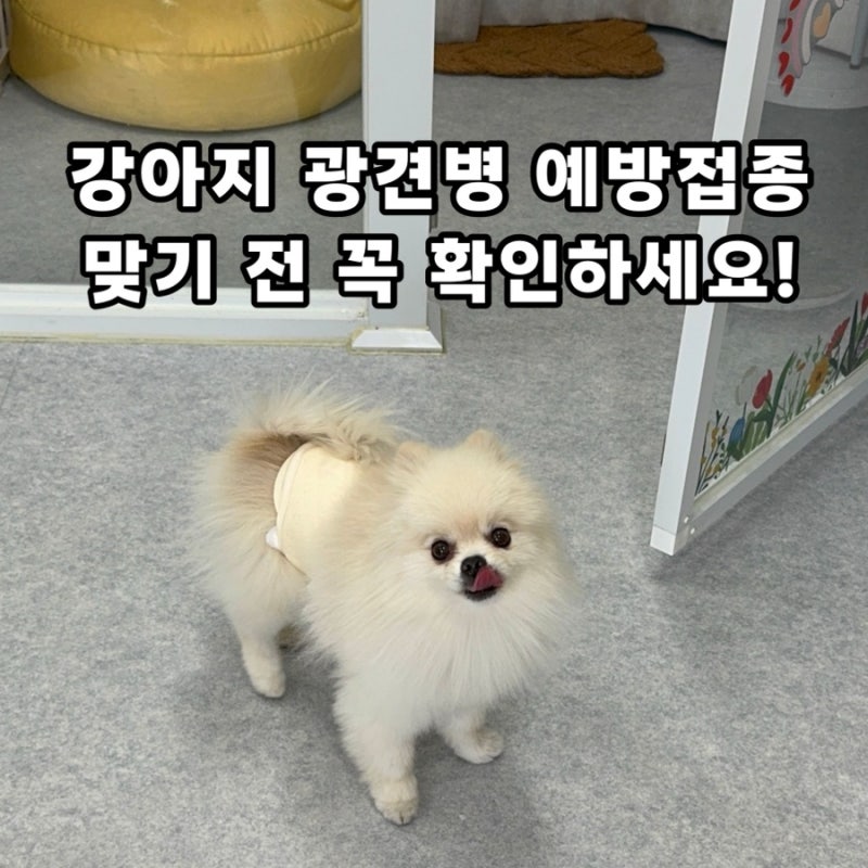 강아지 광견병 예방접종 전 주의사항 | 금식·목욕·산책·부작용 총정리