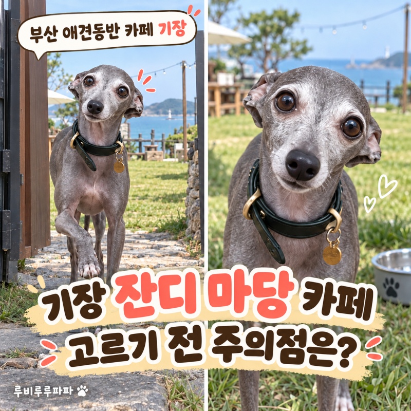 부산 애견동반 카페 기장 잔디 마당 고르는 기준과 주의점