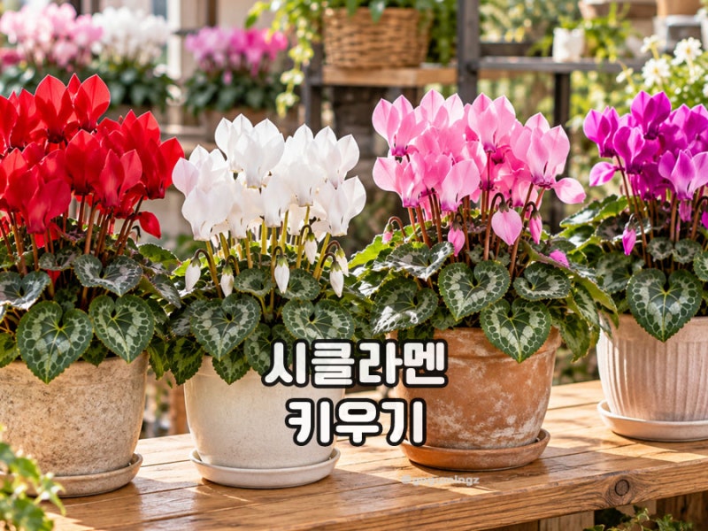 겨울에 꽃 피는 시클라멘 키우기 꽃말 물주기와 분갈이