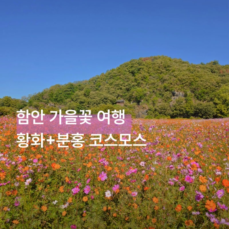 함안 10월 악양뚝방길 코스모스 실시간 주차꿀팁