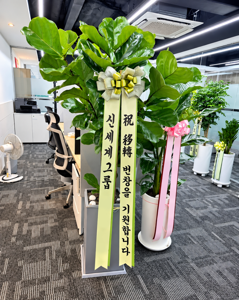 사무실개업화분 후기! 사무실에 어울리는 종류, 센스 축하 문구 추천