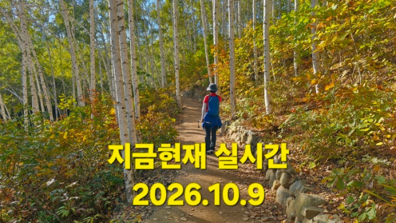 인제 원대리 속삭이는 자작나무숲 단풍 실시간 2026.10.9
