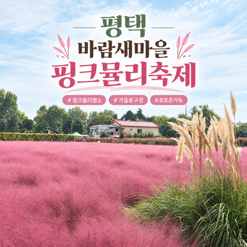지금 가야하는 평택 핑크뮬리 ::바람새마을축제::가을꽃구경 포토존 가득 주차 인생샷 꿀팁