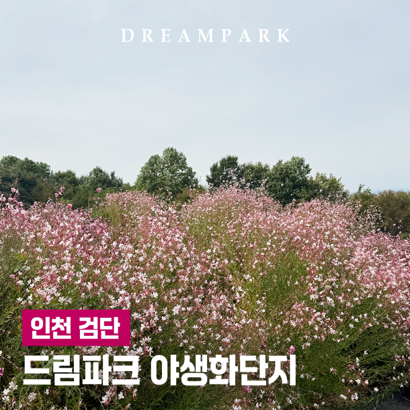 인천 드림파크 야생화단지ㅣ서울 근교 10월 꽃축제, 핑크뮬리