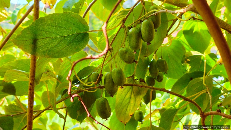 봄순부터 달콤한 열매까지, 다래 이야기