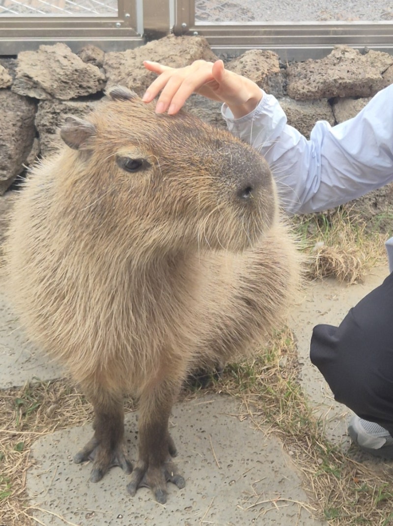 울산부산 인근 울주군 와글와글 동물원 카피바라 아이가 좋아하는 체험 학습, 데이트 코스 ....