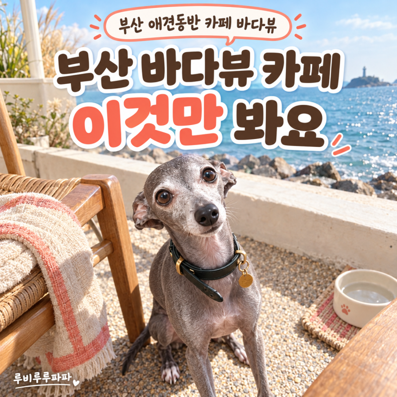 부산 애견동반 카페 바다뷰, 고를 때 이것만 봐요