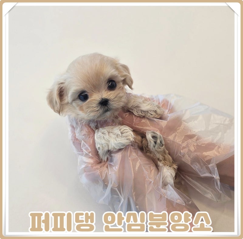 청주강아지분양 새로운 가족을 맞이하는 날, 설레는 준비도 하나씩 시작해요
