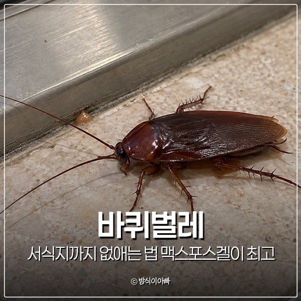바퀴벌레 서식지까지 없애는 법 맥스포스겔이 최고였습니다