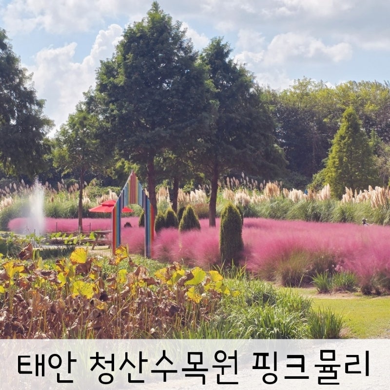 태안 여행 청산수목원 팜파스 핑크뮬리 아이와 가볼만한곳 (알파카)
