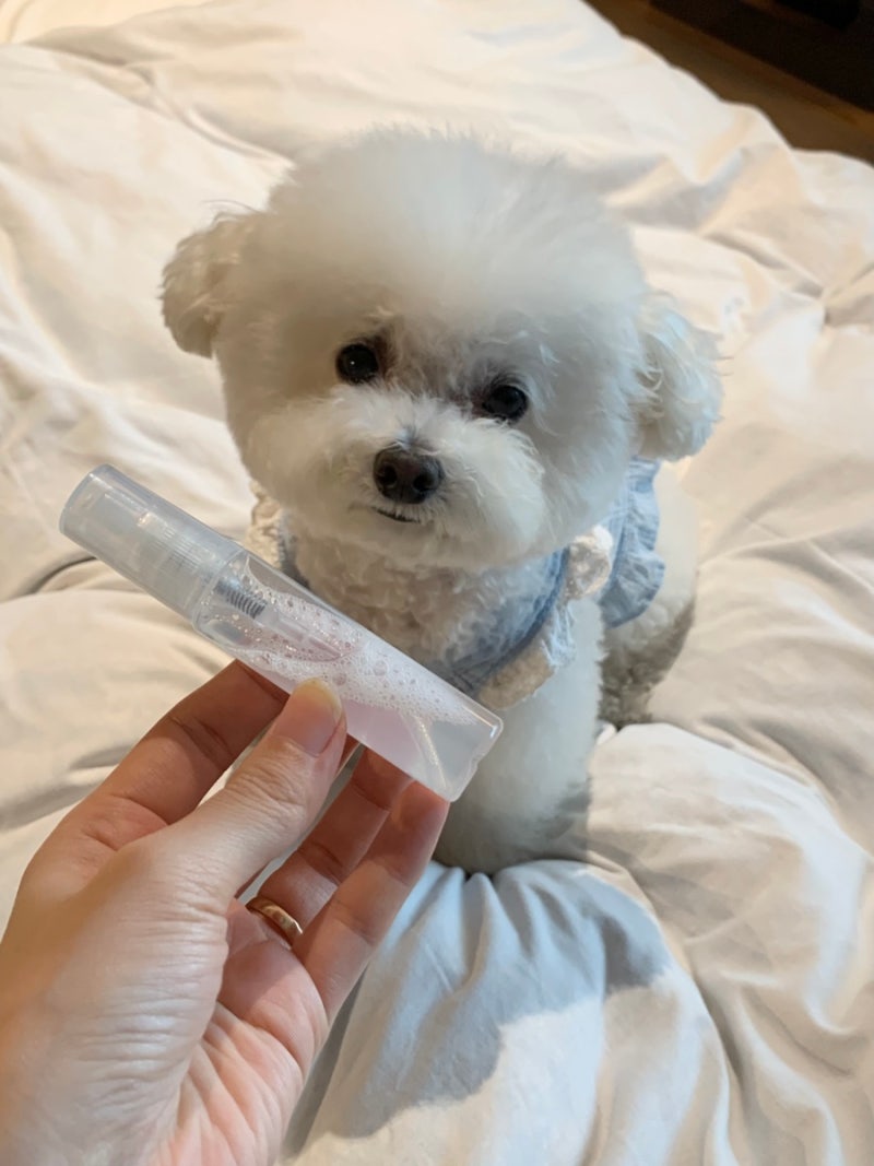 강아지 진드기 퇴치제 스프레이 추천