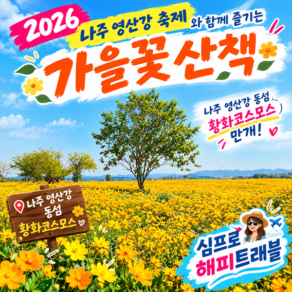 나주 영산강 동섬 황화코스모스 만개, 2026 나주 영산강 축제와 함께 즐기는 가을꽃 산책