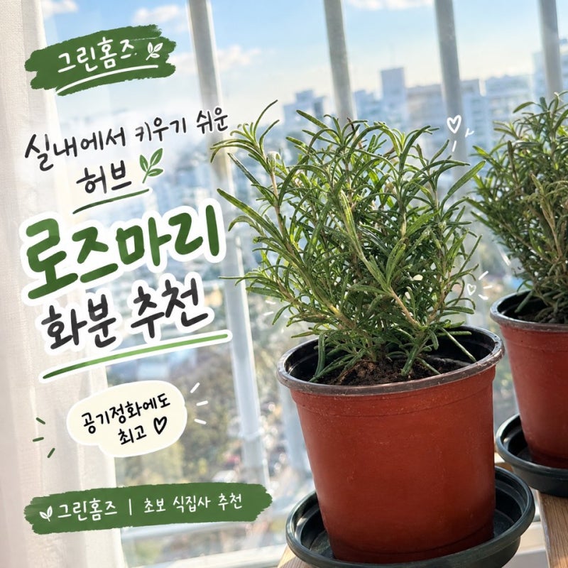 실내 키우기쉬운 식물 초보 식집사도 쉽게 키울수 있는 그린홈즈 로즈마리 1+1 구성 너무좋아....