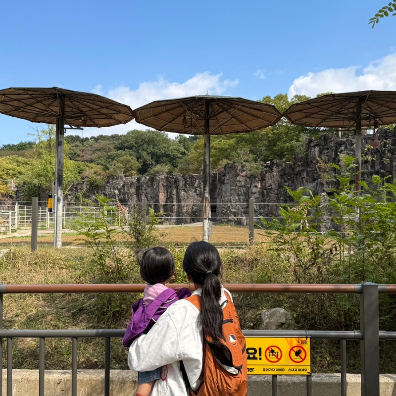 아기랑 서울대공원 동물원 주말 오픈런 후기, 주차장 리프트 유모차 수유실까지