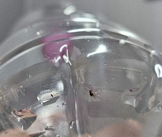 울산 벼룩 퇴치｜집 안에 벼룩이 생겼다면 어떻게 없애야 할까