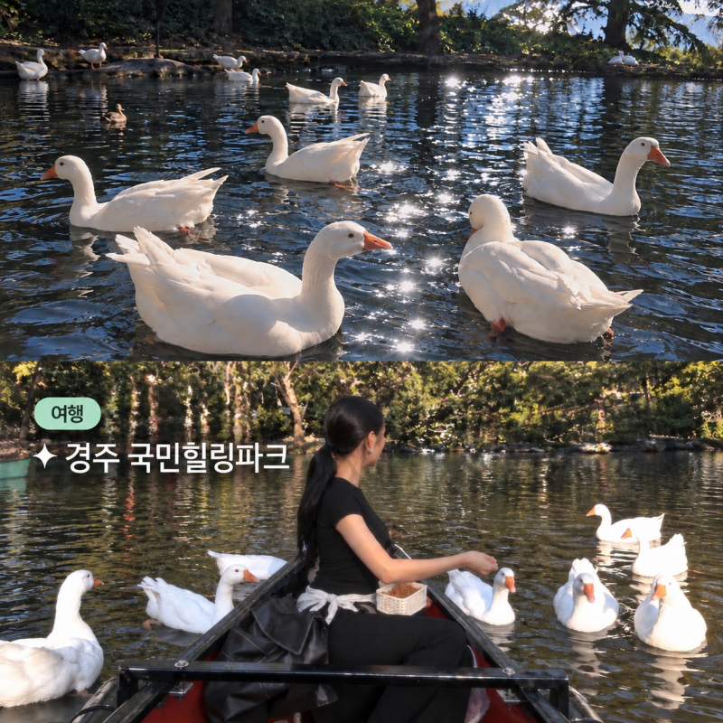 경주 국민힐링파크 카누 솔직후기 | 인스타 핫플 거위샷 꿀팁·입장료