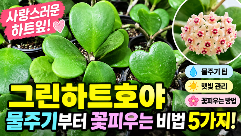 그린하트호야 키우기｜물주기부터 꽃피우는 비법까지! 하트잎이 매력적인 반려식물