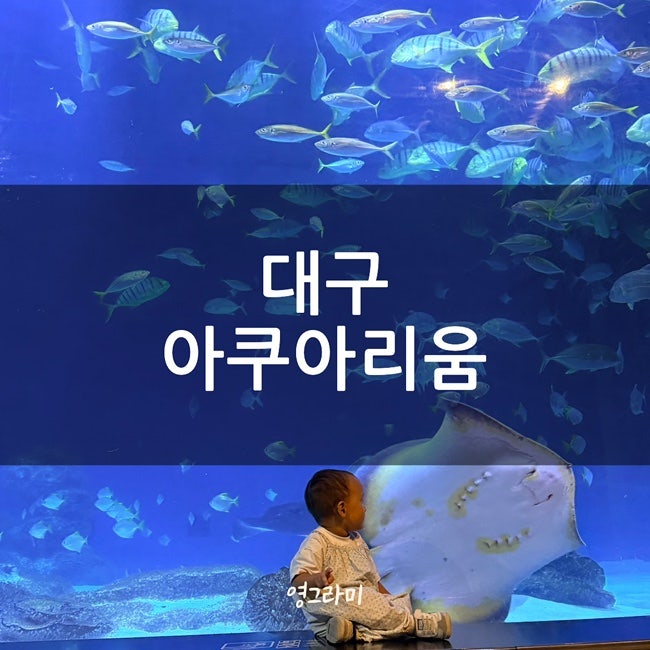 대구 신세계백화점 필수코스 아쿠아리움 4번째 방문 후기