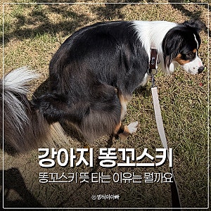 강아지 똥꼬스키 뜻 타는 이유는 뭘까요