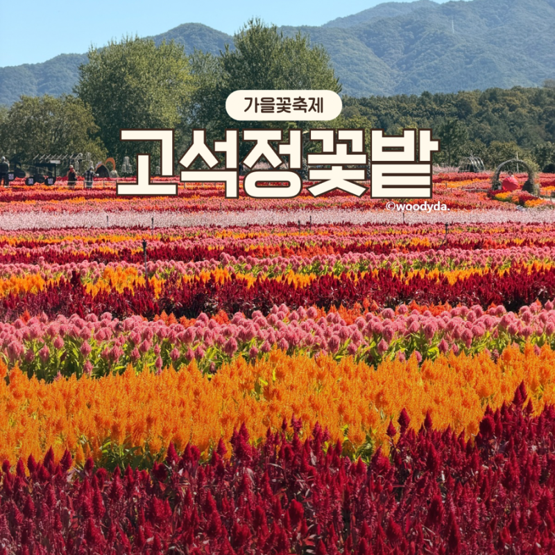 철원 고석정 꽃축제 10월 직접 다녀온 후기 꽃밭 주차
