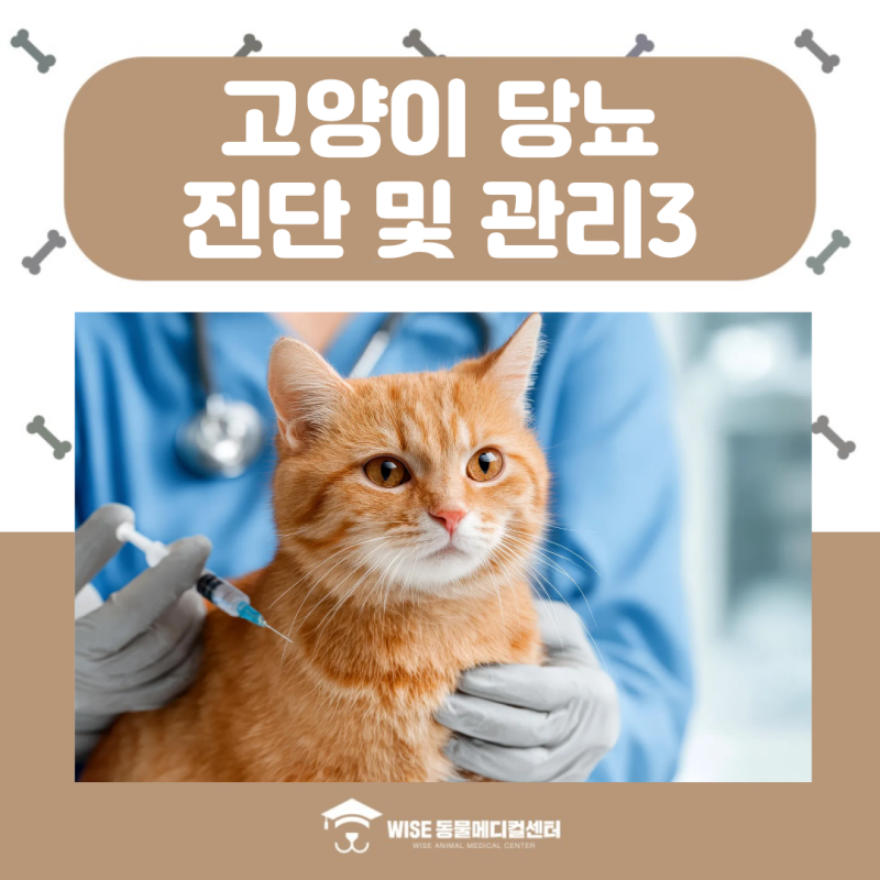 고양이 당뇨병의 진단 및 관리 PART 3