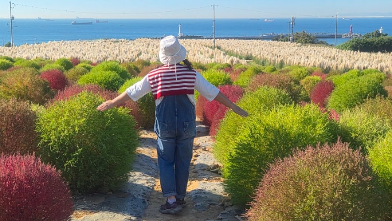 울산 슬도 댑싸리 팜파스 개화상황 실시간(2026.10.9) 주차장 바다정원 울산가볼만한곳 추천!!!