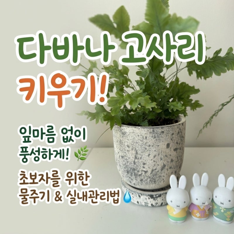 다바나 고사리 키우기, 잎마름 없이 풍성하게 키우는 물주기 방법과 실내 관리법