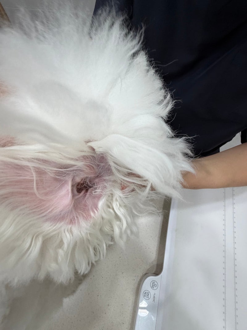 [강아지 귀 관리] 강아지 노란 귀지와 눈꼽 원인, 귀염증(외이염) 예방법 및 귀 청소 주기 정....