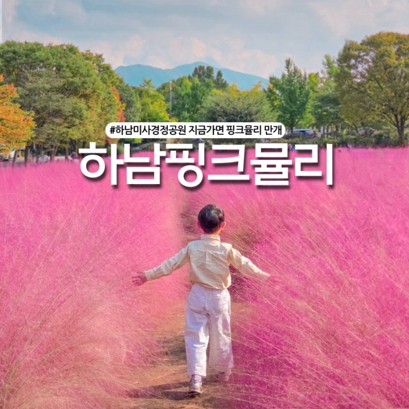 서울근교 경기도 핑크뮬리 명소 만개! 하남미사경정공원 코스모스 자전거 대여 코스
